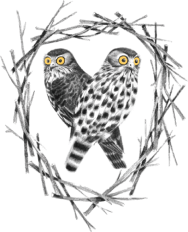 Barking Owl Sound Logo